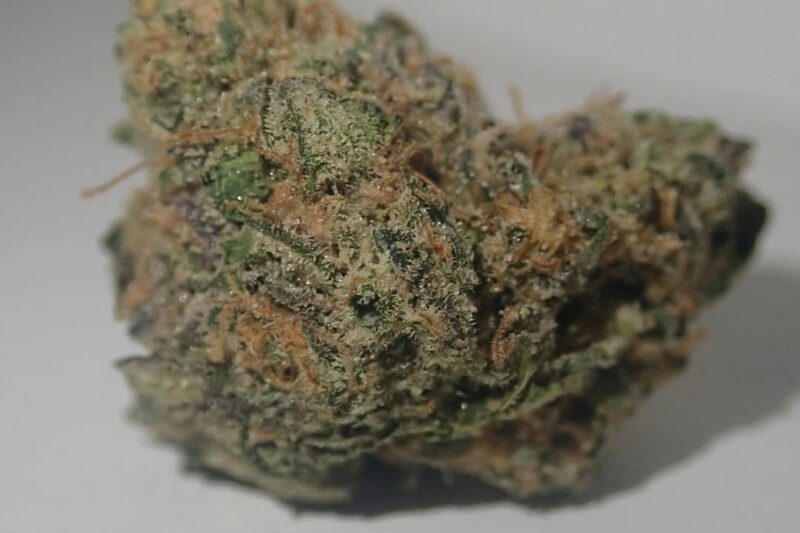 Cherry Runtz Strain A Sweet and Potent Delight Fresh from Florida